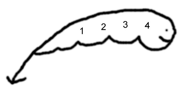 Quallotl